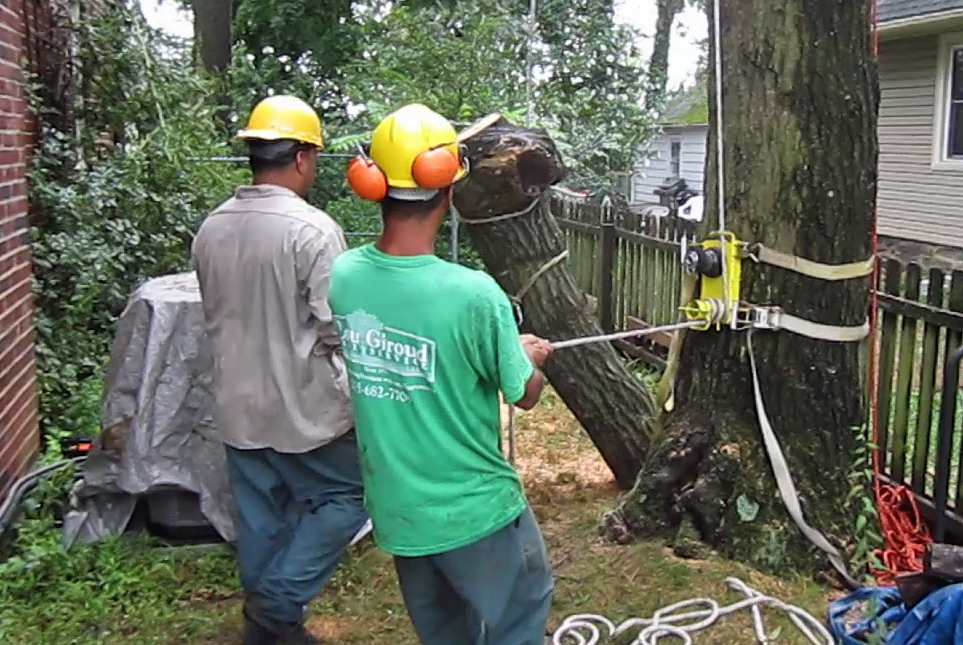 Removal philadelphia tree service